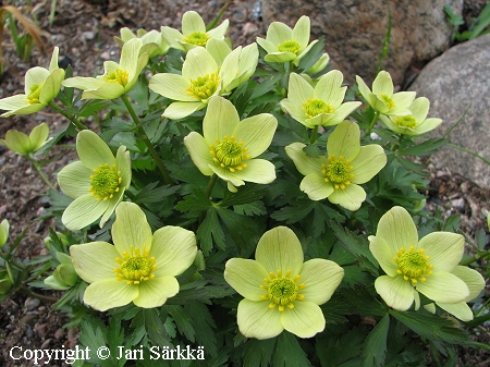 Amerikankullero - sippsmörboll - Trollius laxus